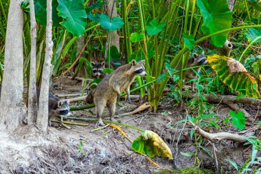 Büyüleyici rakun ailesi. Mississippi Havzası 'nın korunan bölgelerine tekne gezisi. Güneşli bir günde bataklık. Louisiana 'da. Amerika 'ya seyahat. 