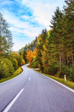 Avusturya Alplerinde manzaralı bir yol. Dağlar ve yoğun kozalaklı ormanlar. Avusturya 'ya seyahat. 