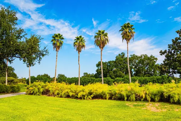 Unutulmaz New Orleans. Muhteşem sessiz gölleri ve su kuşlarıyla muhteşem şehir parkı, vatandaşlar ve turistler için favori tatil yeridir. Amerika 'nın en büyük parklarından biri. Yüzyıllık meşe ağaçları ve ince palmiye ağaçları parkı süslüyor.