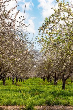 İsrail baharı şubatta geliyor. Badem çiçek açtı. Yeşil çimenler sarı çiçeklerle açar. Beyaz ve pembe çiçekler tatlı bir koku yayar.. 
