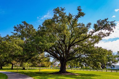Muhteşem Şehir Parkı. Centenary meşe ağaçları park sokaklarını süslüyor. Güzel sonbahar havası. Unutulmaz New Orleans. 