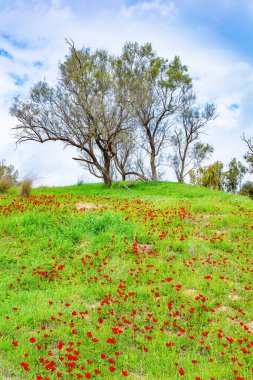 İsrail. Yeşil çimen halılar ve çiçek açan şakayıkların kırmızı lekeleri. Saldırıdan sonra Gazze Şeridi sınırı. Sakin bir bahar sabahı