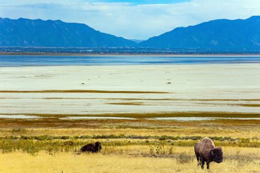 ABD. Büyük Salt Lake. Utah. Antilop Adası muhteşem ve çeşitlidir. Büyük vahşi bizonlar gölün kıyısında otluyor..
