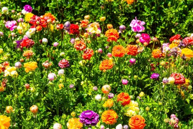 Çiçek açan büyük bir çiçek tarlası. Farklı renklerde. İsrail 'deki Kibbutz, Gazze Şeridi sınırında. Bahar günü. Çiçeklerden oluşan çiçek halısı.