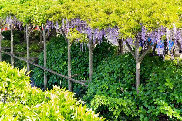 stock image Picturesque blooming wisteria decorate the gardens in the temple. 