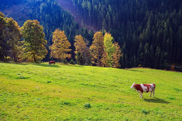 stock image Austrian Alps. Travel to Austria. Cows with bells graze on an emerald grass meadow. Mountains, green meadows and dense coniferous forests. 