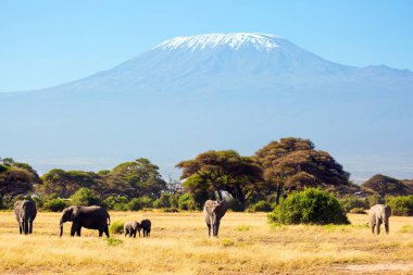 Meşhur Afrika parkı Amboseli. Afrika 'nın en yüksek dağı, Kilimanjaro, tepesinde sonsuz kar örtüsüyle. Büyük kulaklı ve küçük kuyruklu Afrika filleri sürüsü.