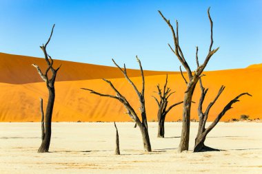 Namib Çölü. Deadvlei, Park Namib-Naukluft 'un ana doğal cazibesidir. Kurumuş gölün dibi ve antik ağaçların taşlaşmış kalıntıları.. 