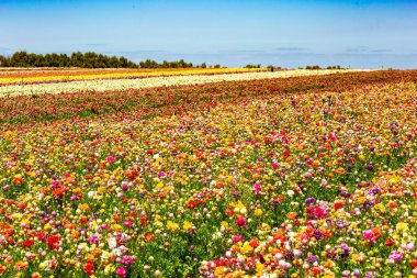 Güney İsrail 'de Kibbutz. Çiçekli bahçe çiçekli düğün çiçekleri farklı renklerde. Ranunkulus tarlası çok renkli hatta çizgili. Bahar günü.