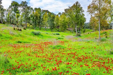 İsrail. Saldırıdan sonra Gazze Şeridi sınırı. Sakin bir bahar sabahı. Yeşil çimen halılar ve çiçek açan şakayıklar.. 