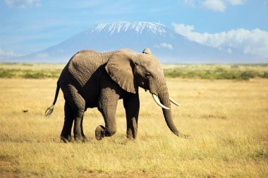 Yalnız fil bozkırda otluyor. Meşhur Afrika parkı Amboseli. Afrika 'nın en yüksek dağı, Kilimanjaro. 