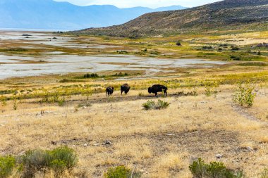 Büyük Salt Lake. Utah. ABD. Antilop Adası muhteşem ve çeşitlidir. Büyük vahşi bizonlar gölün kıyısında otluyor..