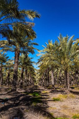 Picturesque palm grove. Yardenit is a baptism center for Catholics and Orthodox Christians. Jordan River. Israel. Bright sunny winter day.  clipart