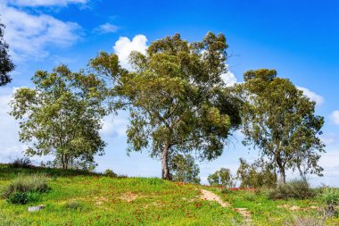 Kırmızı şakayık çiçekli halı. Ağaçlar genç yapraklarla kaplı. İsrail 'in güney sınırı. Piknik için harika bir hava. Sakin bir bahar sabahı. 