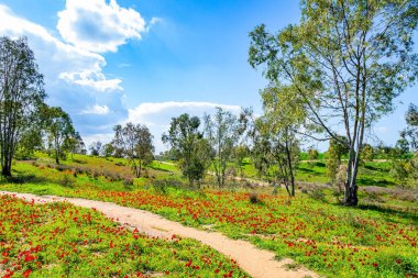 Toprak yol tepelerden geçiyor. İsrail 'in güney sınırı. Yeşil çimen halılar ve çiçek açan şakayıkların kırmızı lekeleri. Güzel Şubat günü.