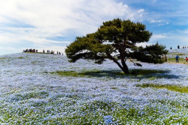 HITACHI SEASIDE PARK, JAPONYA - 23 Nisan 2023: Çiçeklerin yemyeşil mavi unutma beni çiçekleri. Turistler düzenli yollarda yürürler..