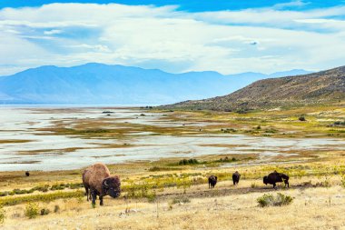 Utah. Gölün kıyısında büyük vahşi bizonlar otluyor. ABD. Büyük Salt Lake. Antilop Adası muhteşem ve çeşitlidir.. 