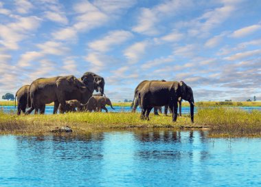 Devasa fil sürüsü devlet koruması altındaki pitoresk bir parkta yaşıyor. Chobe Nehri 'nin kıyısında. Chobe Ulusal Parkı Botswana 'daki en eski ulusal parktır. Afrika 'ya egzotik yolculuk. 