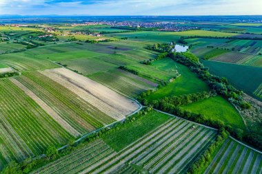 Güney Moravya bahar gezisi. Resimli, yeşil filizlerle ekilmiş tarlalar. Tepede beyaz bir şapel var. Drone fotoğrafçılığı. Akşamın erken saatlerinde. Güney Moravya 'da üzüm bağı Hradistek
