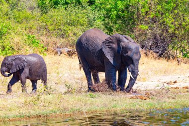 Afrika 'ya egzotik bir yolculuk. Botswana 'daki Chobe Ulusal Parkı. Filler ve yavru filler Chobe Nehri kıyısında dinleniyor.. 
