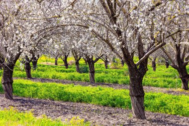 Pembe ve beyaz çiçekler tatlı koku yayar. İsrail baharı şubatta geliyor. Parlak yeşil çimen halısı yeri badem ağaçlarıyla kaplıyor..