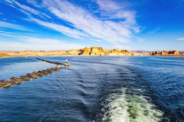 Mayıs Çiçek Festivali. Japon Hitachi Sahil Parkı. Festival - Uyum. Mavi nemophila çiçekleri Mayıs ayı başlarında tepelerde açar.. 