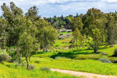 Koyun sürüsü yeşil çimenlik halılarda otluyor. Bahar sabahı. İsrail 'in güney sınırı. Güzel gün. 