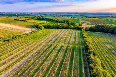 Güney Moravya bahar gezisi. Resimli, yeşil filizlerle ekilmiş tarlalar. Drone fotoğrafçılığı. Kuş bakışı çekim yapmak. Akşamın erken saatlerinde. Avrupa 'nın merkezinde güzel bir ülke.
