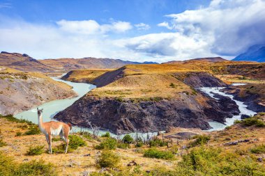 Vahşi guanaco kıyıda otluyor. Paine Nehri. Torres del Paine Ulusal Parkı. Şili, Güney Amerika. 