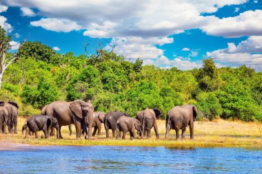  Afrika 'daki en büyük vahşi hayvan konsantrasyonu. Büyük bir fil sürüsü resim parkında yaşıyor. Chobe Nehri. Afrika 'ya egzotik bir yolculuk. Hayvanlar suya gider.