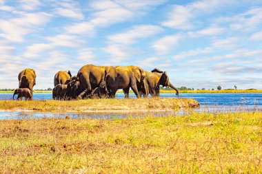 Chobe Nehri 'nin kıyısında. Fil sürüsü, devlet koruması altındaki pitoresk bir parkta yaşıyor. Chobe Ulusal Parkı Botswana 'daki en eski ulusal parktır. Afrika 'ya egzotik yolculuk.