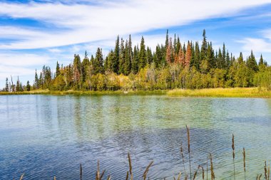 Bulutlu gökyüzü gölün pürüzsüz soğuk suyuna yansıyor. Etrafı köknar ağaçlarıyla çevrili sessiz bir göl. Moab yolu. Amerika 'nın batısına sonbahar gezisi. Muhteşem Utah manzarası