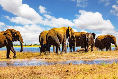 Büyük bir fil sürüsü devlet koruması altında parkta yaşıyor. Chobe Nehri. Botswana 'da. Afrika ve dünyadaki en büyük vahşi hayvan konsantrasyonu..