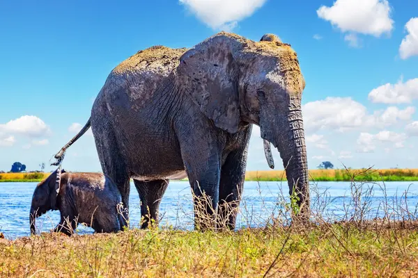 Afrika 'ya egzotik bir yolculuk. Chobe Ulusal Parkı Botswana 'daki en eski ulusal parktır. Kurak mevsimde binlerce fil sürüsü Chobe Nehri kıyısında toplanır.. 