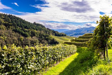 Ren tepelerinde iyi döşenmiş üzüm bağları bile bulunur. Almanya. Rhineland, Kappelrodeck. Sarmaşıklarda olgun üzümler asılı. Üzüm bağları ve şarap diyarına yolculuk 