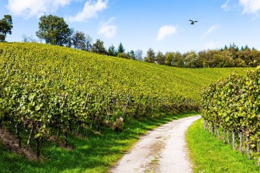 Lovely dirt path between vineyards. Sunny autumn day. Even rows of well-tended grape vines are picturesquely located on the Rhine hills. Rhineland, Kappelrodeck. Germany. clipart