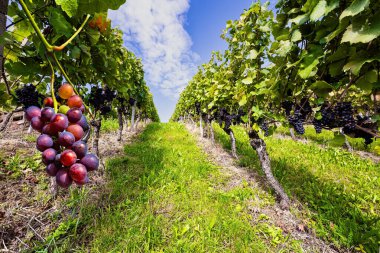 Bunches of ripe grapes hang on the vines. Sunny autumn day. Even rows of well-tended grape vines are located on the Rhine hills. Rhineland, Kappelrodeck, Germany. clipart