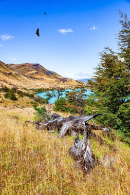 Şili Patagonya gezisi. Şili. Rio Paine nehri. Soğuk eritilmiş turkuaz renkli buzlu su. Torres del Paine Parkı. 