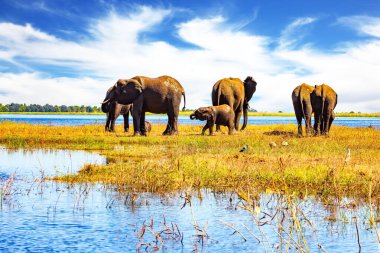 Botswana 'daki Chobe Ulusal Parkı. Kocaman bir fil sürüsü. Chobe Nehri, Zambezi Nehri 'nin kolu. Afrika ve dünyadaki en büyük vahşi hayvan konsantrasyonu.. 