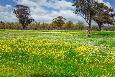Gazze Şeridi sınırında Kibbutz Beeri 'de bahar festivali. İsrail. Çiçek açan güzel yeşil park. Harika bir bahar günü