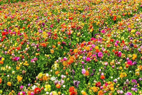 Çiçek açan çiçeklerden oluşan muazzam parlak bir halı. Farklı renklerde düğün çiçekleri. Harika çiçeklerle dolu büyük bir tarla. Güney İsrail 'de Kibbutz. Bahar günü.