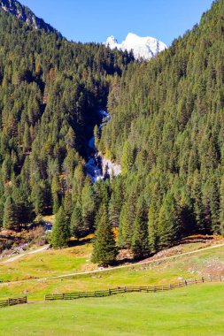 Avusturya Alpleri. Evergreen ormanlarıyla kaplı dağlar. Resimli vadi. Krimmml şelaleleri dünyanın en güzel doğal yerlerinden biridir.. 
