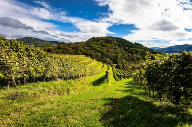 Ren tepelerinde iyi döşenmiş üzüm bağları bile bulunur. Kappelrodeck, Almanya. Rhinel ve şarap ve üzüm bağları diyarına yolculuk. Sarmaşıklara asılmış olgun üzümler. 