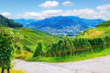 Almanya. Ren tepelerindeki Kappelrodeck kasabası. Güzel bir gün. Hatta iyi döşenmiş üzüm bağları bile. Olgun üzüm demetleri.