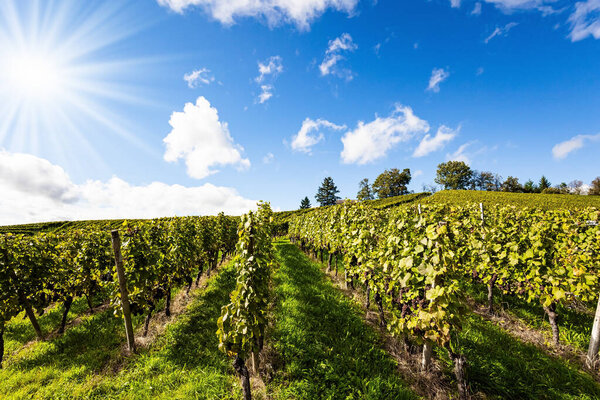 Капелродек, Германия. Прекрасный солнечный осенний день. Даже ряды ухоженных виноградных лоз живописно расположены на Рейнских холмах. Путешествие в страну вина и виноградников. 
