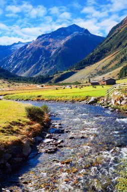 Avusturya Alpleri. Erimiş buzlu su akıntısı Krimmml Şelaleleri vadisine akar. Yeşil vadilerde çanları olan şişman, bakımlı inekler otlar..
