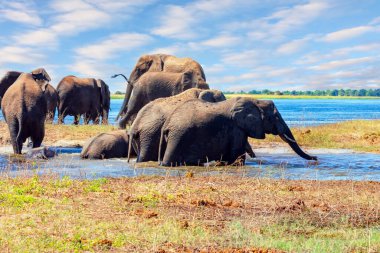 Fil sürüsü devlet koruması altında parkta yaşıyor. Chobe Nehri 'nin kıyısında. Chobe Ulusal Parkı Botswana 'daki en eski ulusal parktır. Afrika 'ya egzotik yolculuk.