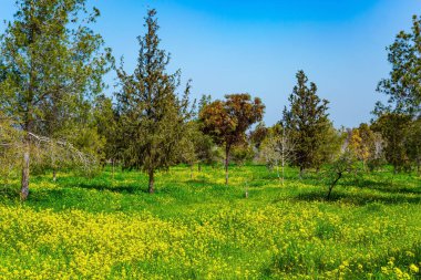İsrail. Beeri 'de bahar festivali, Gazze Şeridi sınırında. Taze yeşil çimenler ve çiçek açan şakayıklar. Güzel çiçek açan yeşil park. 