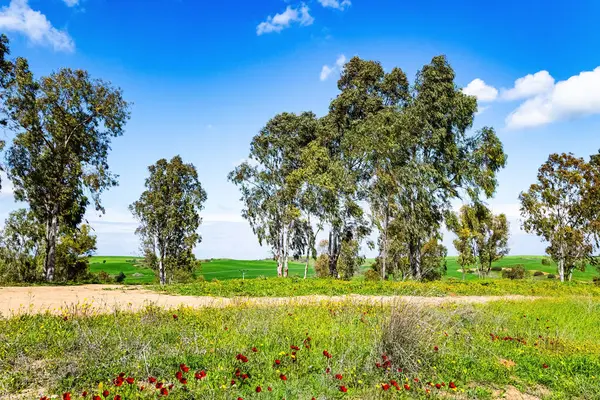 Ağaçlar yapraklarla kaplı. İsrail 'in güney sınırı. Yeşil çimen halılar ve çiçek açan şakayıkların kırmızı lekeleri. Piknik için harika bir hava.