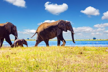 Botswana 'da. Afrika 'daki ve dünyadaki en büyük vahşi hayvan konsantrasyonu. Devasa fil sürüsü devlet koruması altındaki pitoresk bir parkta yaşıyor. Chobe Nehri